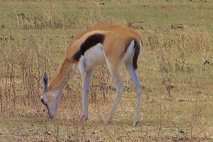 Ngorongoro (17)