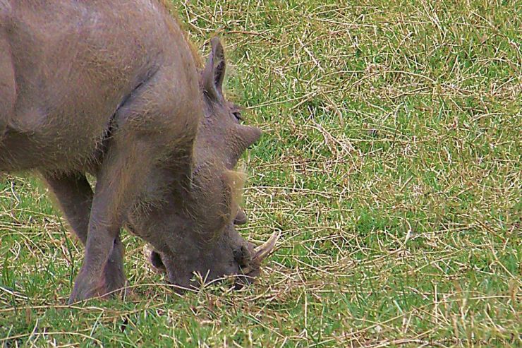 Ngorongoro (19)