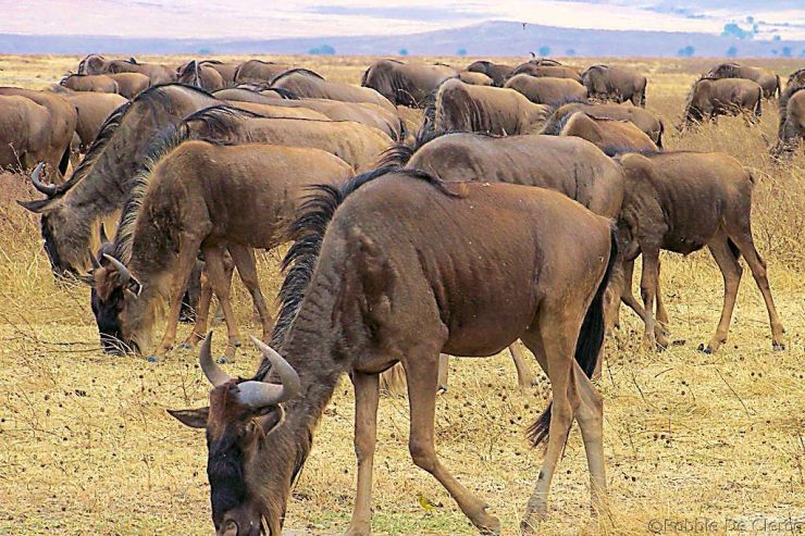Ngorongoro (23)