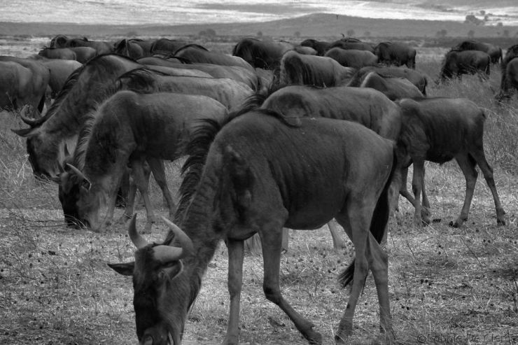 Ngorongoro (24)
