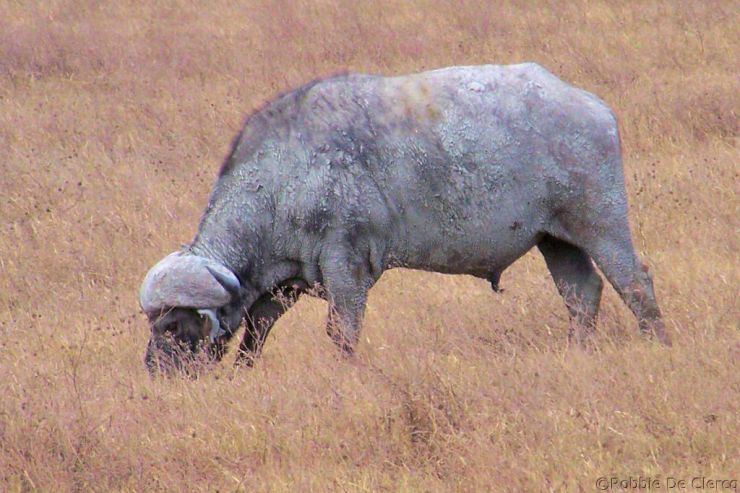 Ngorongoro (34)