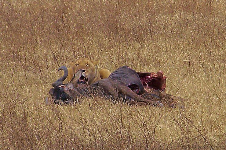 Ngorongoro (35)