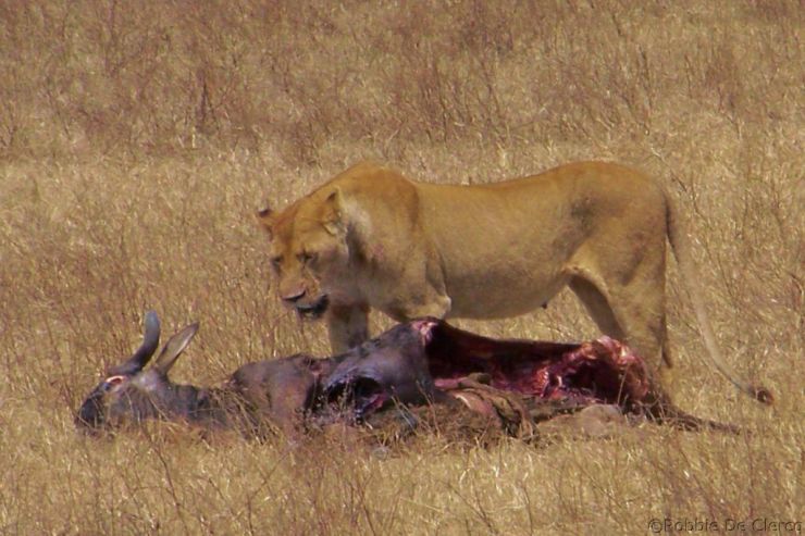 Ngorongoro (40)