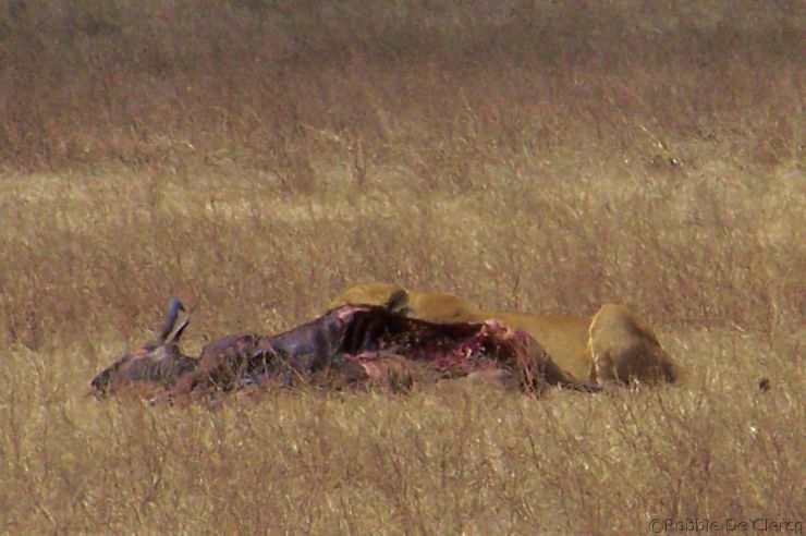 Ngorongoro (43)