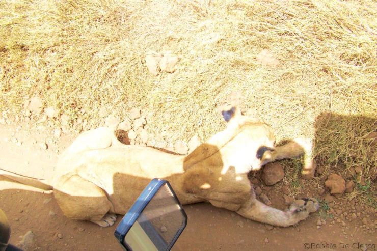 Ngorongoro (47)