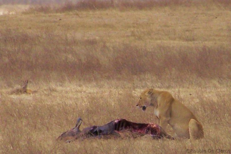 Ngorongoro (50)