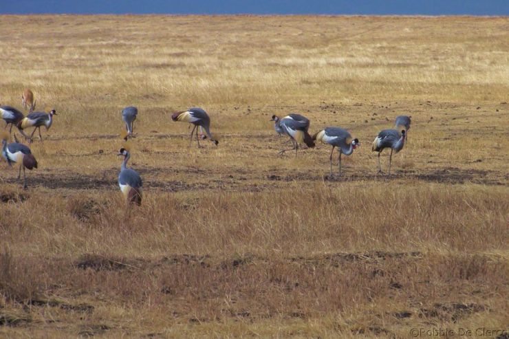 Ngorongoro (57)