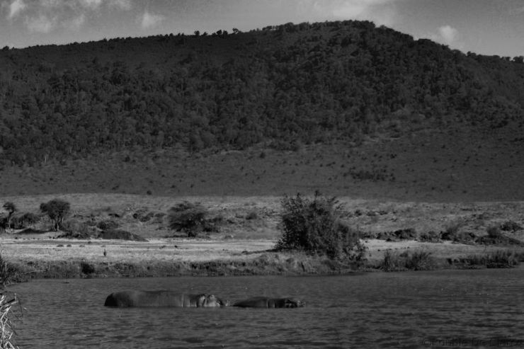 Ngorongoro (71)