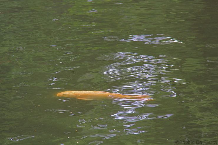 Presidentieel Paleis (13)