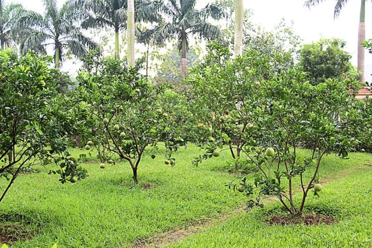 Presidentieel Paleis (23)