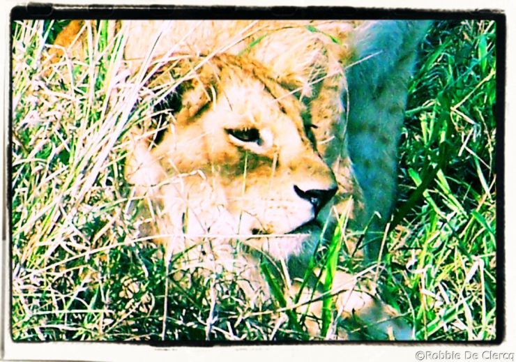 Serengeti National Park (100)