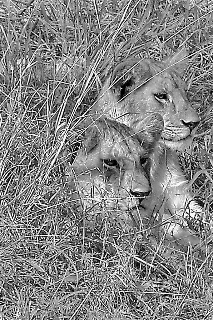 Serengeti National Park (101)