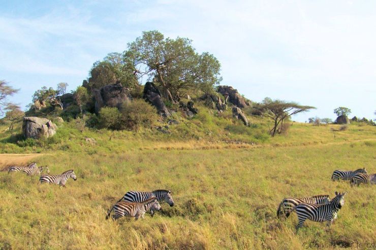Serengeti National Park (104)