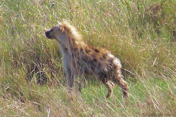 Serengeti National Park (107)