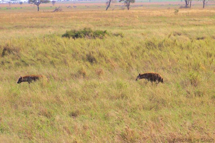 Serengeti National Park (108)