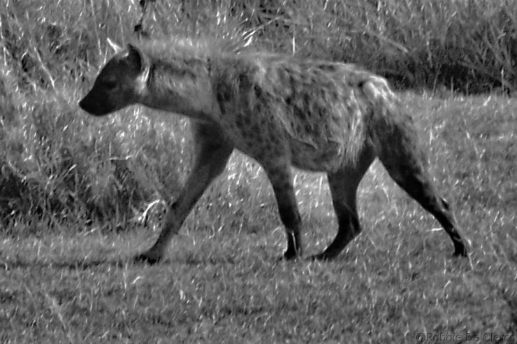 Serengeti National Park (112)