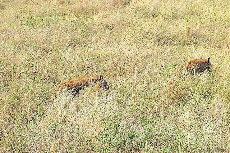 Serengeti National Park (113)