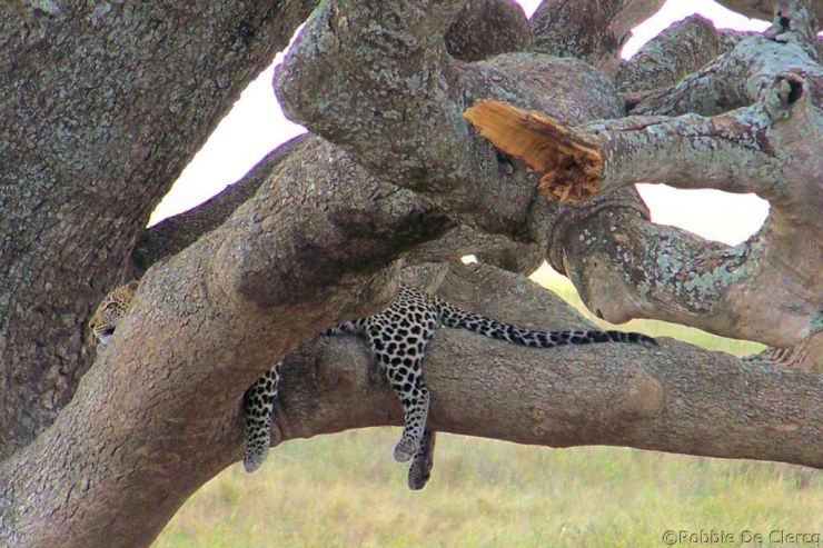Serengeti National Park (114)