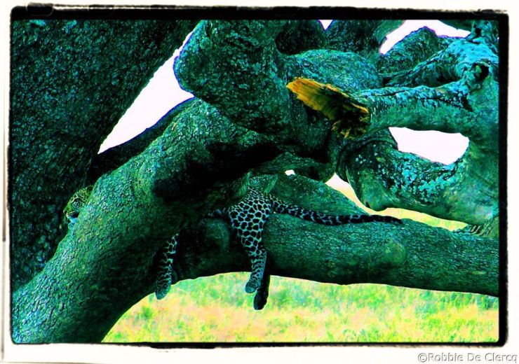 Serengeti National Park (116)