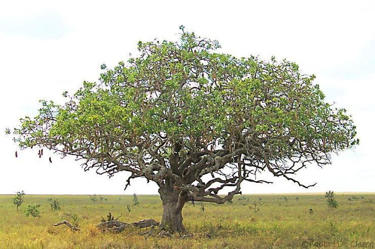 Serengeti National Park (118)