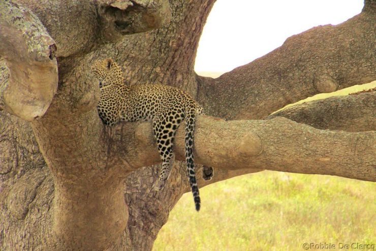Serengeti National Park (119)