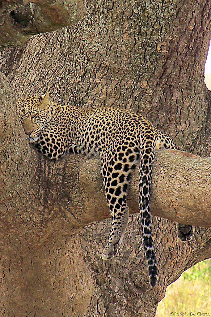 Serengeti National Park (121)