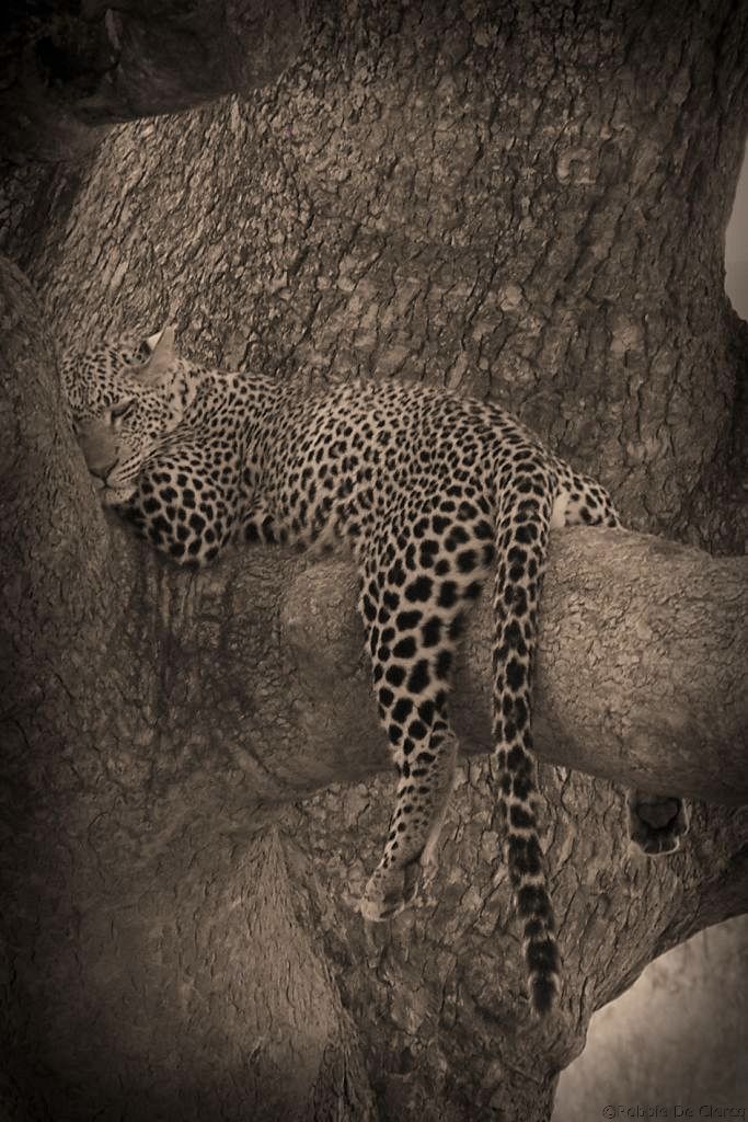 Serengeti National Park (122)