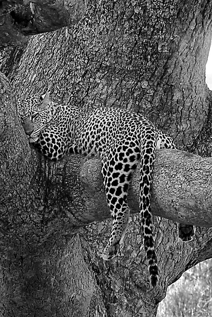 Serengeti National Park (124)