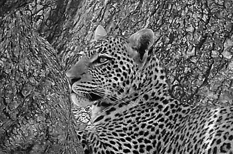 Serengeti National Park (126)