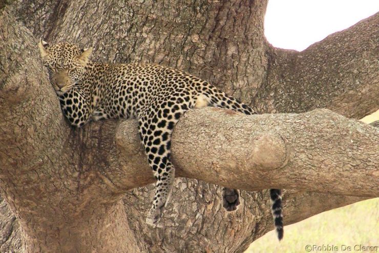 Serengeti National Park (127)