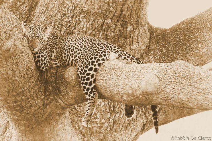 Serengeti National Park (128)