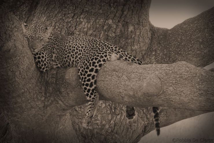 Serengeti National Park (129)