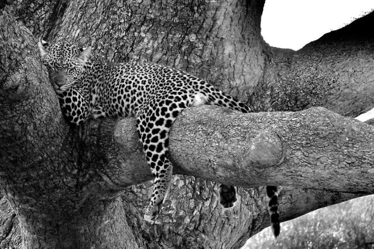 Serengeti National Park (132)