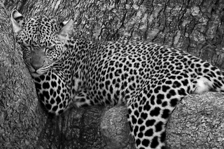 Serengeti National Park (133)