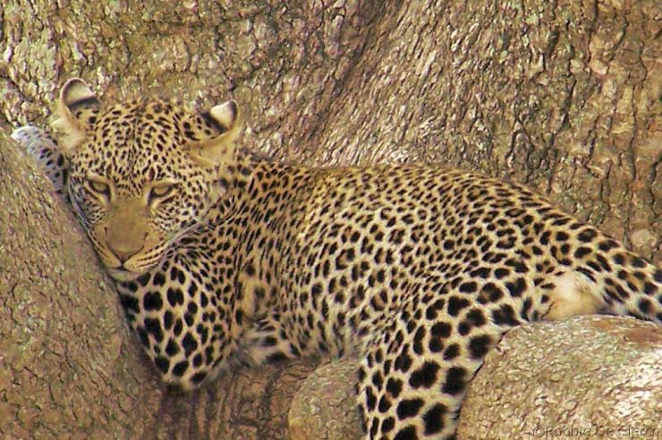 Serengeti National Park (135)