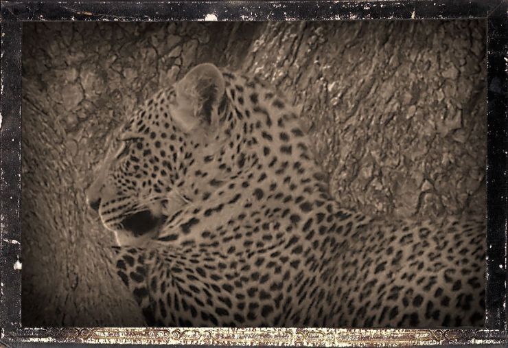 Serengeti National Park (136)