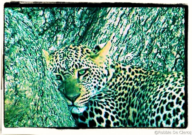 Serengeti National Park (137)