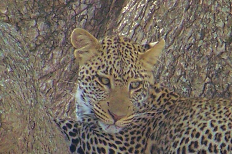 Serengeti National Park (138)