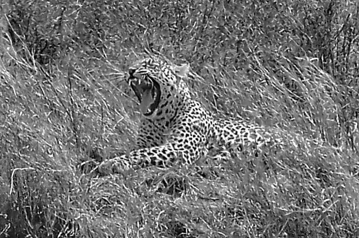 Serengeti National Park (142)