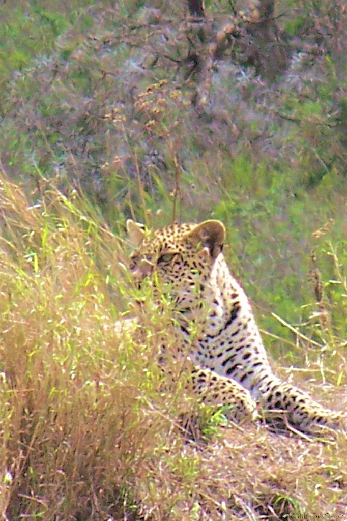 Serengeti National Park (144)