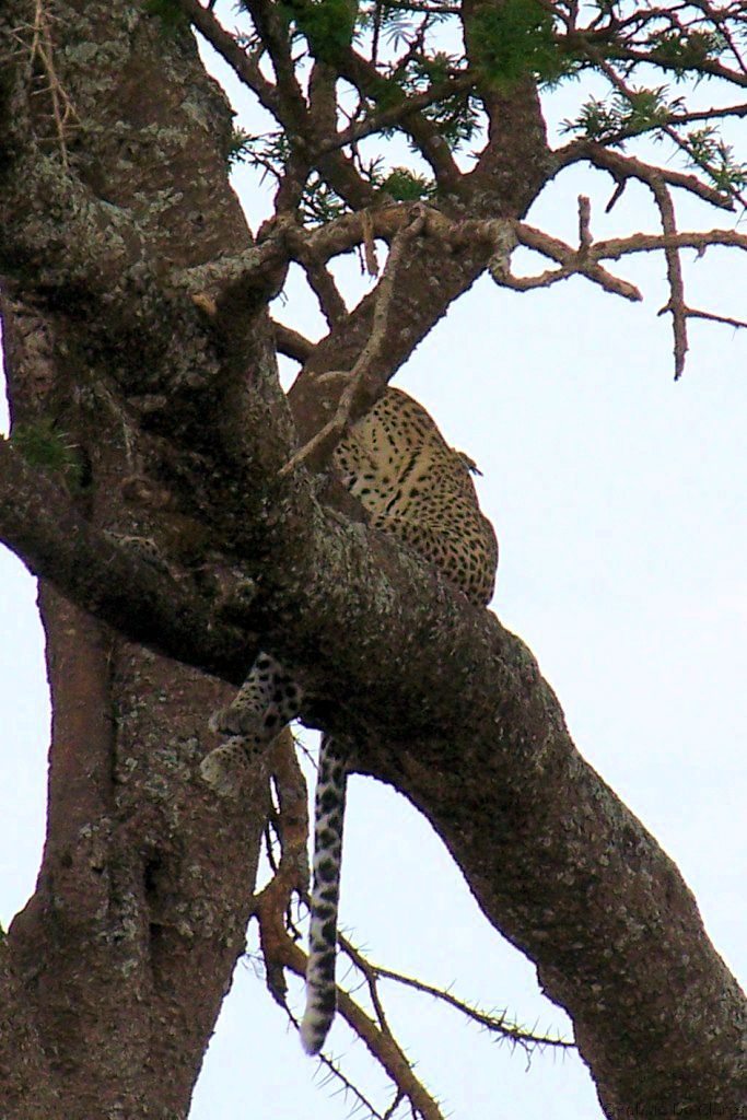 Serengeti National Park (147)