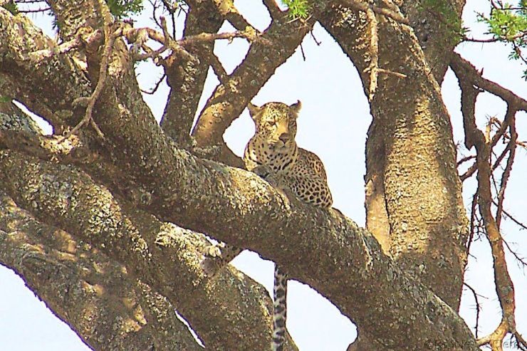 Serengeti National Park (148)