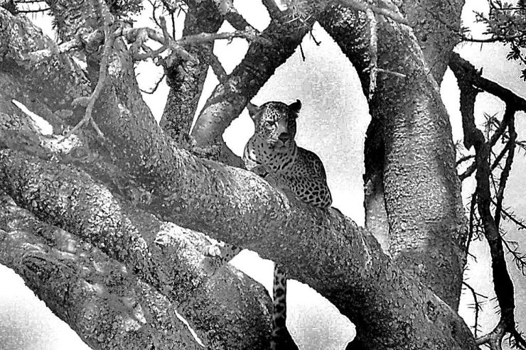 Serengeti National Park (149)