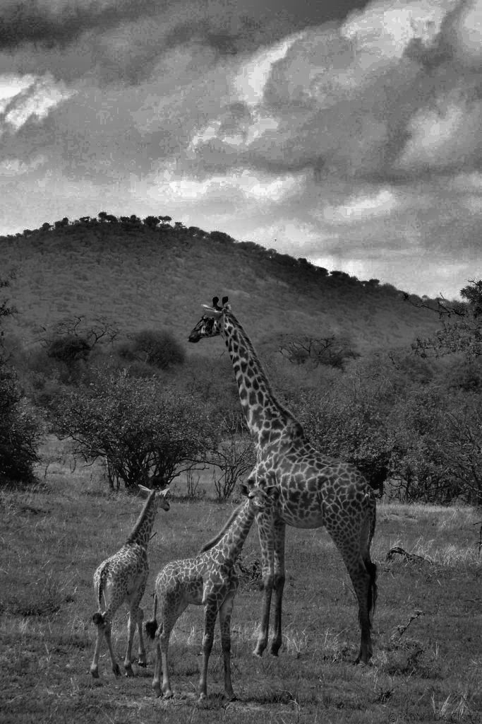 Serengeti National Park (15)