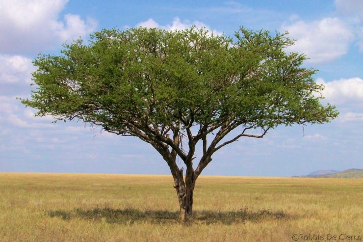 Serengeti National Park (151)