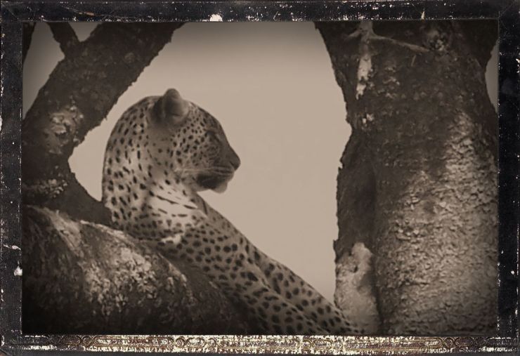 Serengeti National Park (153)