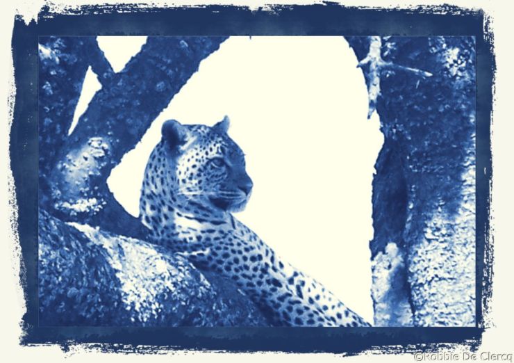 Serengeti National Park (154)