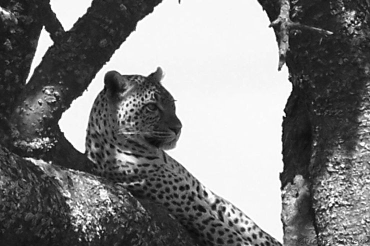 Serengeti National Park (155)