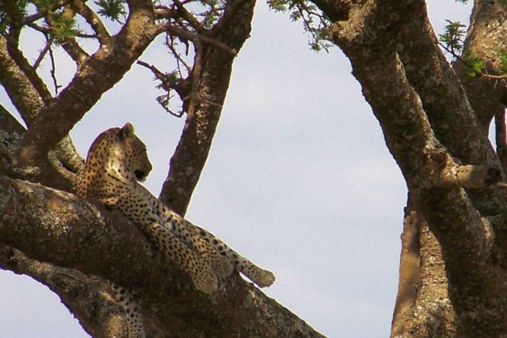 Serengeti National Park (156)