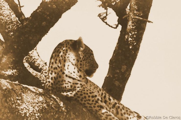 Serengeti National Park (157)